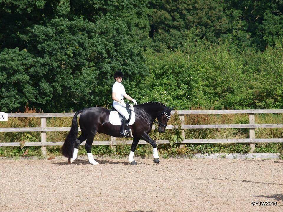 Electrolytes Help Brevan to Succeed at Dressage Competition in Hot Weather